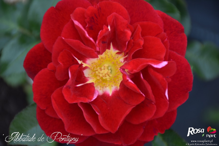 'Abbatiale de Pontigny ®' rose, click to enlarge 'Abbatiale de Pontigny ®' rose photo