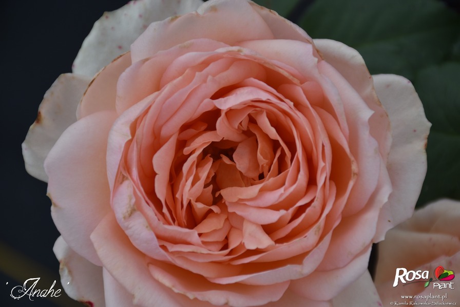 'Anahe ®' rose photo