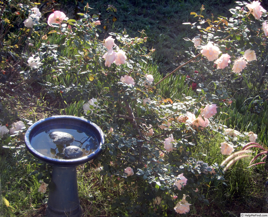 'G. Nabonnand (Tea, Nabonnand 1888)' rose photo