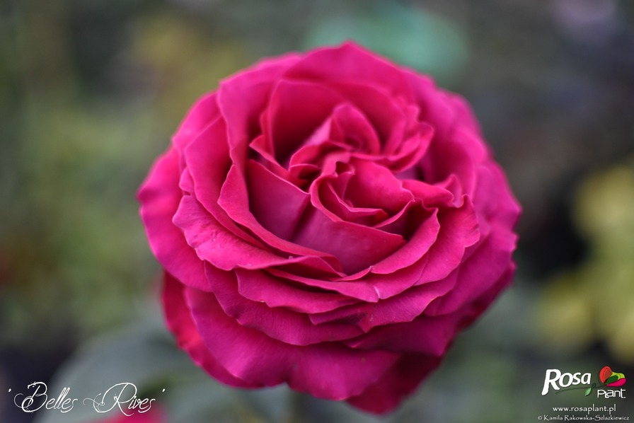 'Belles Rives ®' rose photo