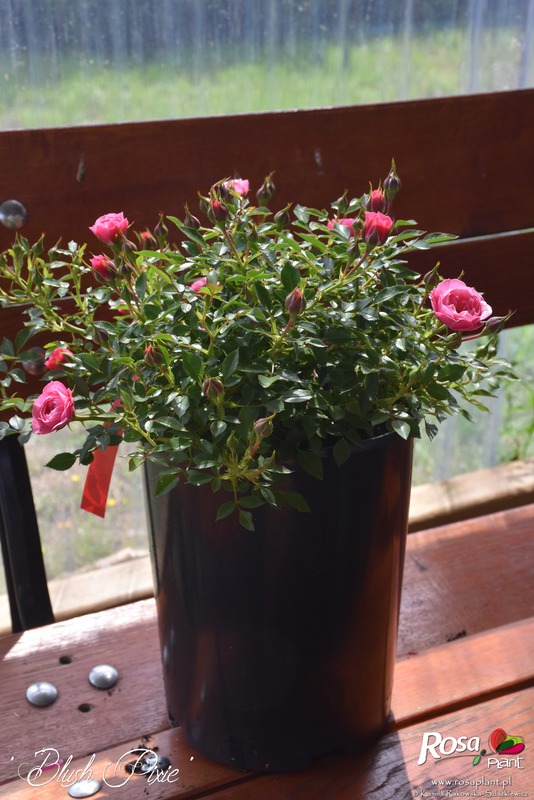 'Blush Pixie ®' rose photo