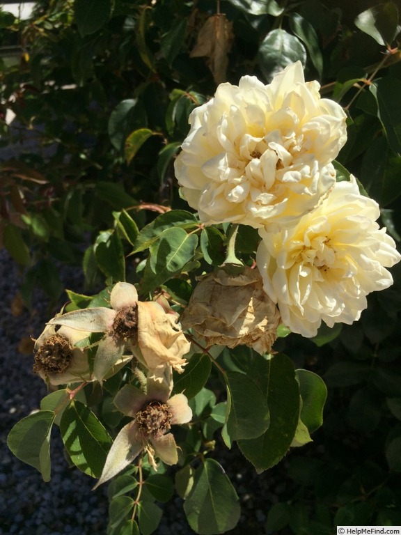 'Cloth of Gold' rose photo