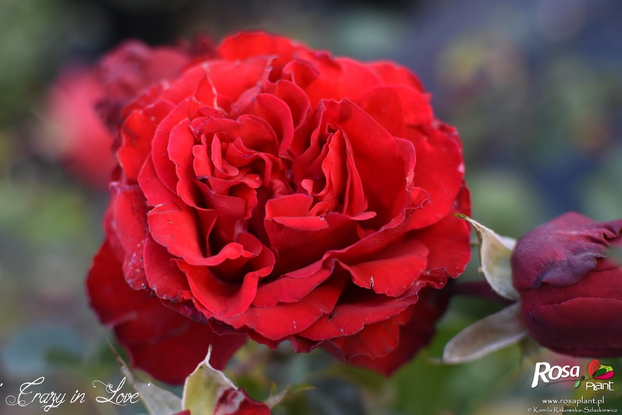 'Crazy in Love Red' rose photo