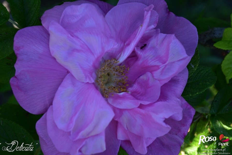 'Delicata (hybrid rugosa, Cooling, 1898)' rose photo