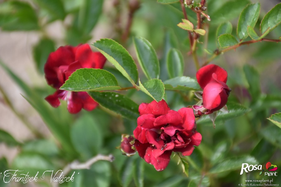 'Frantisek Valásek' rose photo