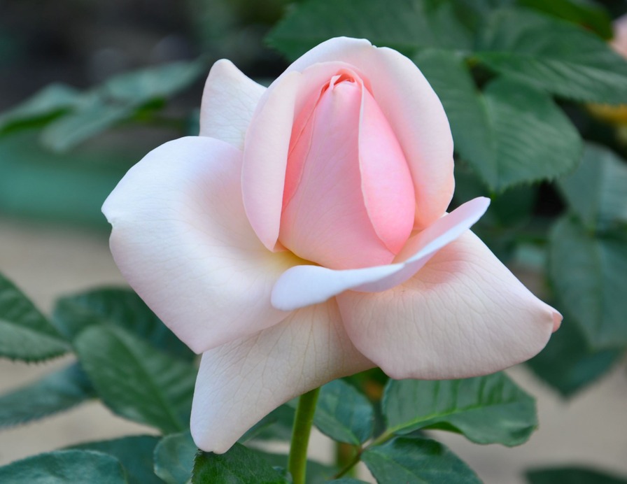 'Lada Ladnie Roses'  photo