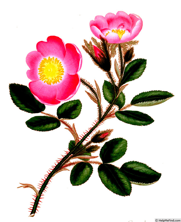 '<I>Rosa muscosa</I> staxon <I>simplex</I> hort. ex Andrews' rose photo