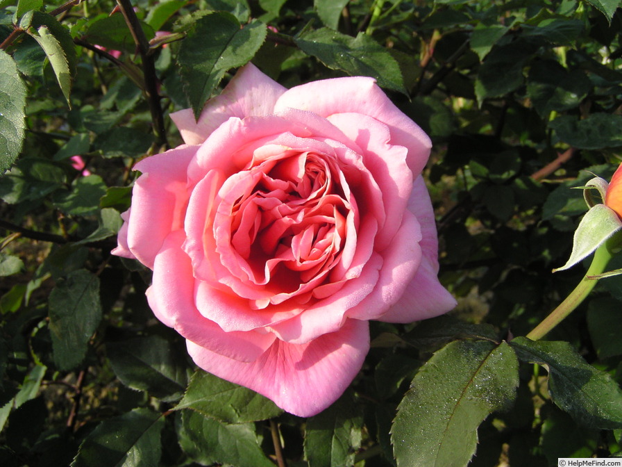 'Mission Bells' rose photo