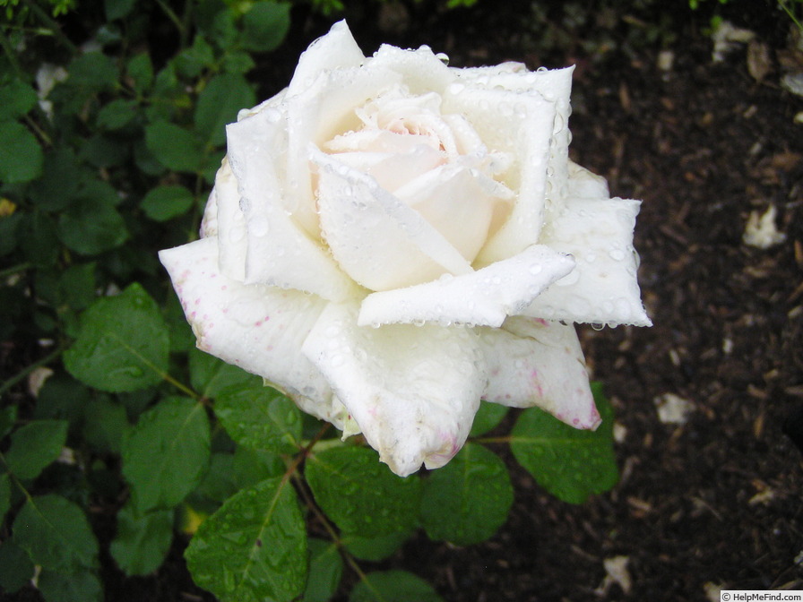 'Edel' rose photo