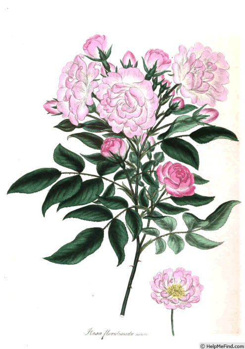 '<i>Rosa floribunda minor</i> Andr.' rose photo