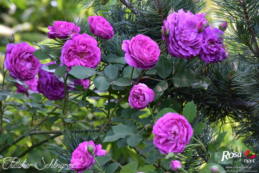 'Futtaker Schlingrose' rose photo