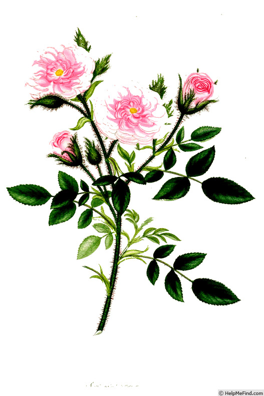 '<i>Rosa nana muscosa</i> Andr.' rose photo