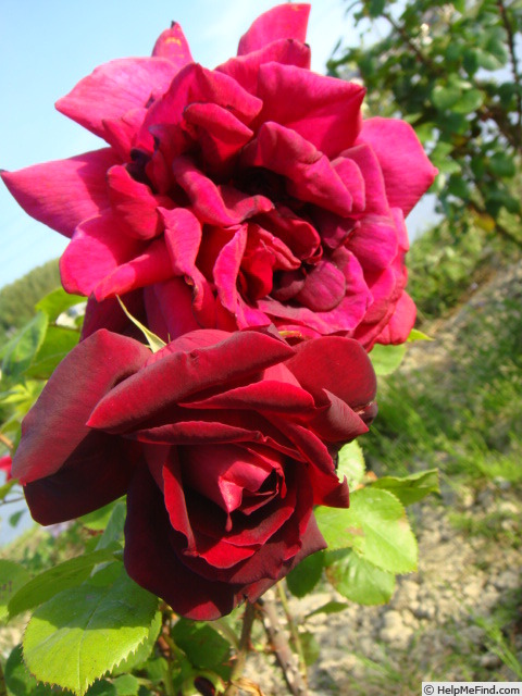 'Woman's Realm' rose photo