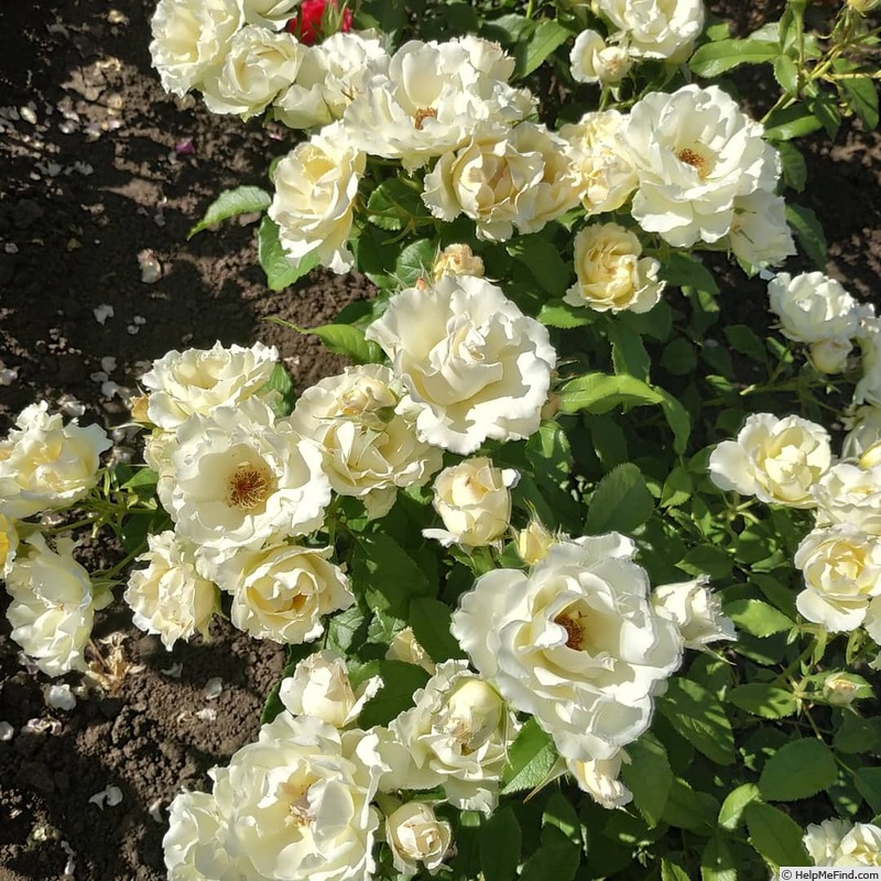 'Cristalyne ®' rose photo