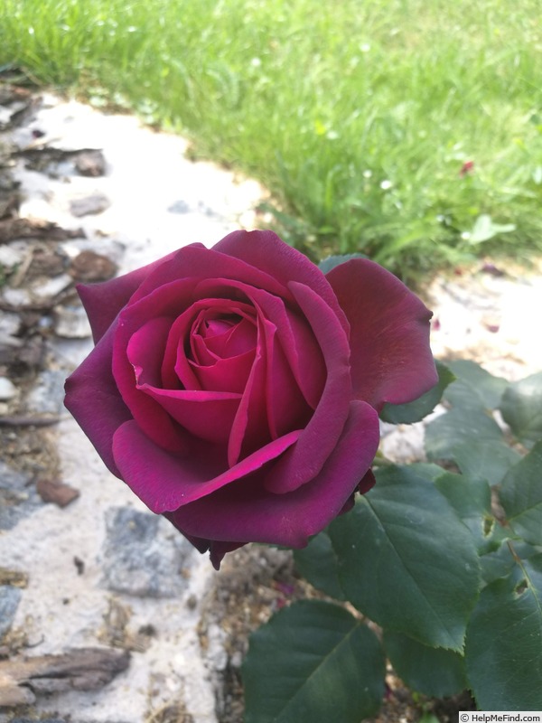 'Gräfin Diana ®' rose photo