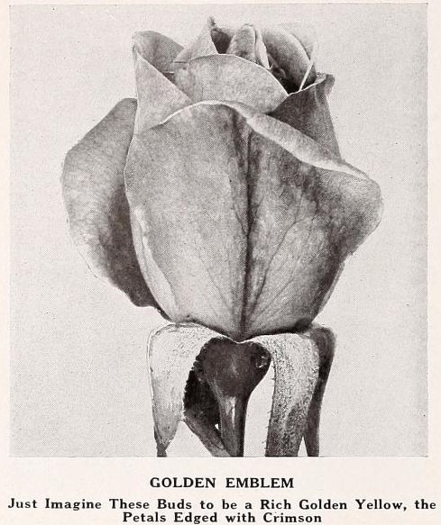 'Golden Emblem (pernetiana, McGredy 1916)' rose photo