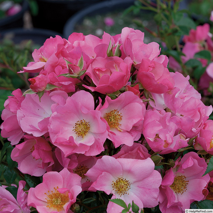'Pink Snowflakes™' rose photo