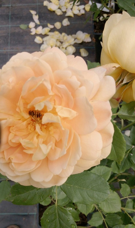 'Gelbe Graham Thomas' rose photo