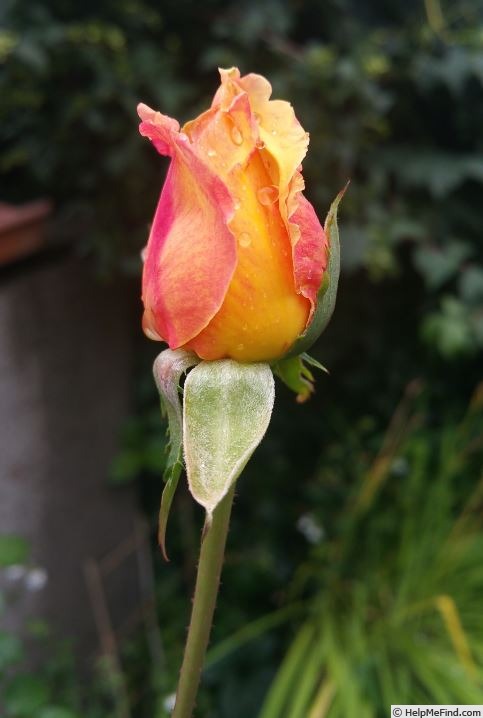 'Barbara (hybrid tea, Gaujard, 1960)' rose photo