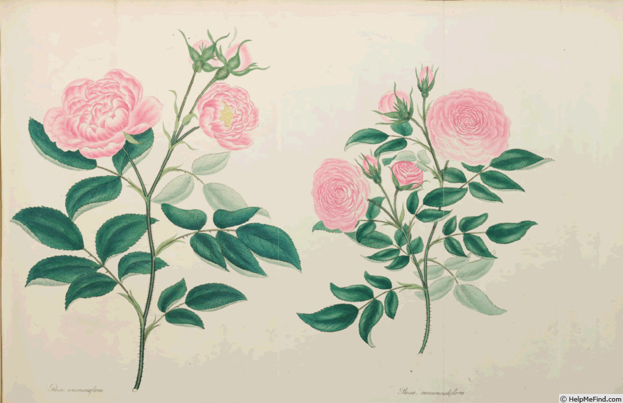 '<i>Rosa anemoneflora</i> Andr.' rose photo