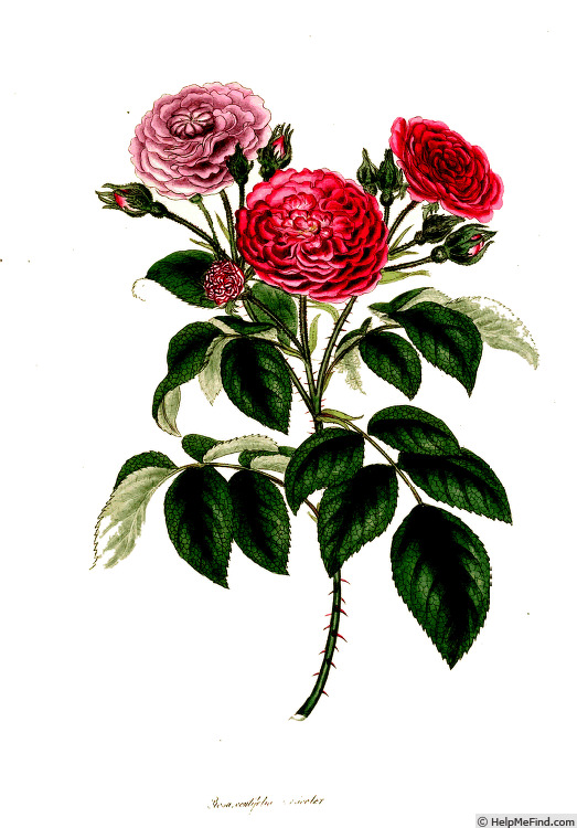 '<i>Rosa centifolia versicolor</i> Andr.' rose photo