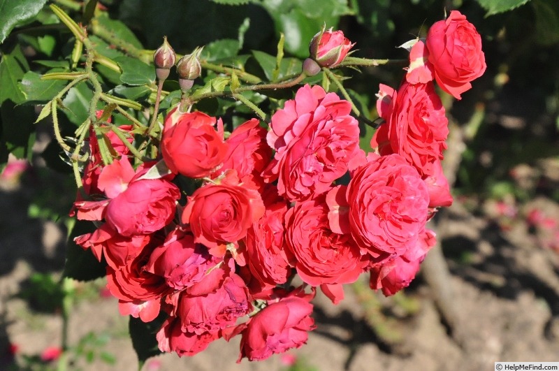 'Bastei' rose photo