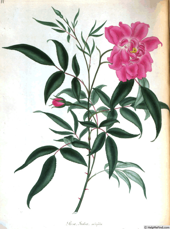 '<i>Rosa indica salicifolia</i> Andr.' rose photo