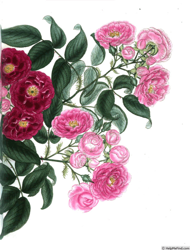 '<i>Rosa rubeoides</i> Andr.' rose photo