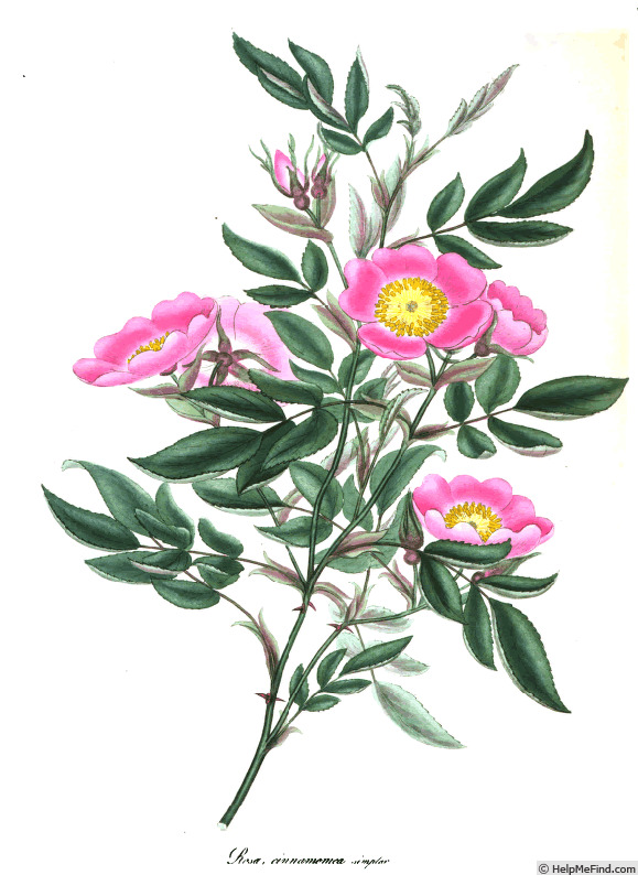 'R. cinnamomea' rose photo