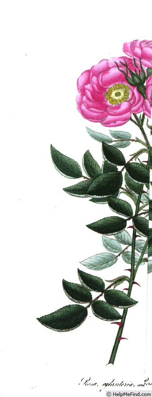 '<i>Rosa eglanteria concava</i> Andr.' rose photo