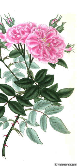 '<i>Rosa eglanteria pubescens</i> Andr.' rose photo