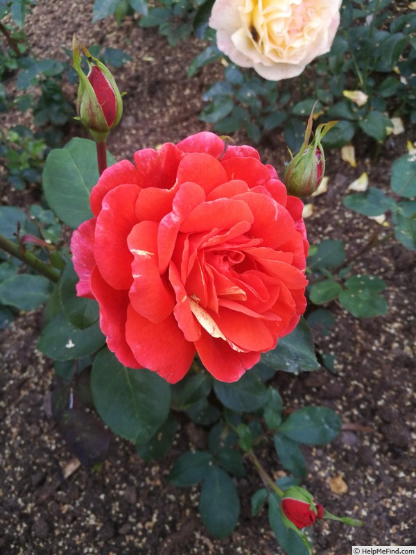 'The Corps Rose' rose photo
