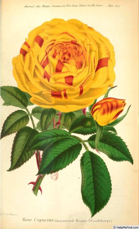 'Beauty of Glazenwood' rose photo