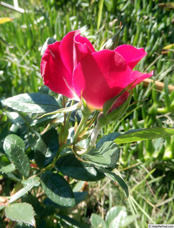 'Papa Hémeray' rose photo