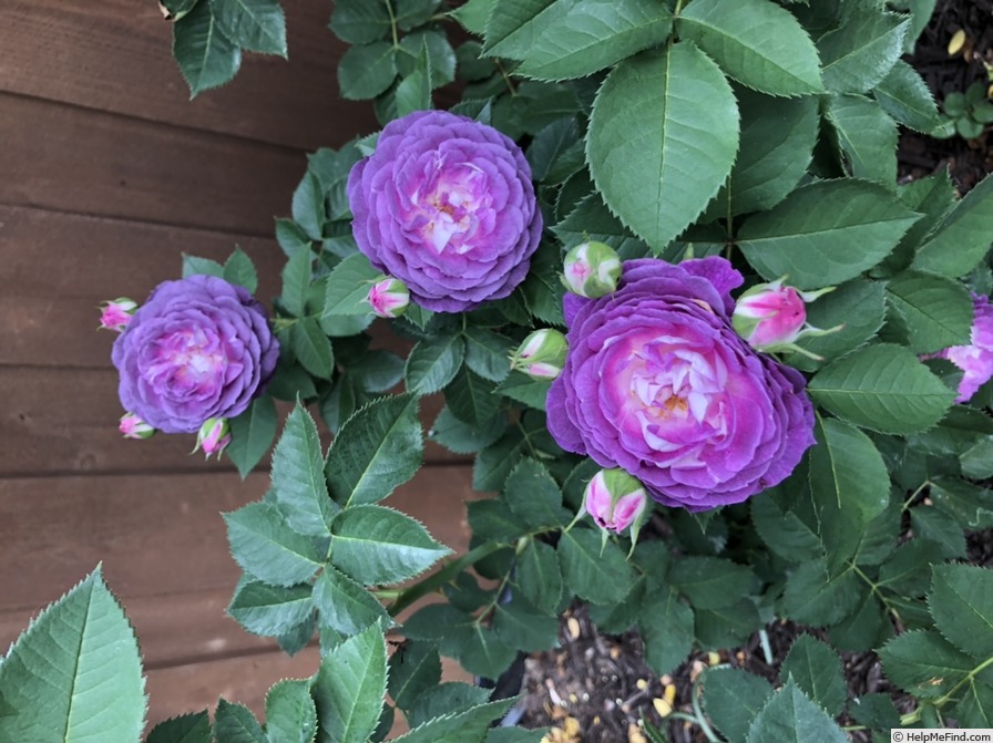 'Lavender Crush ™' rose photo