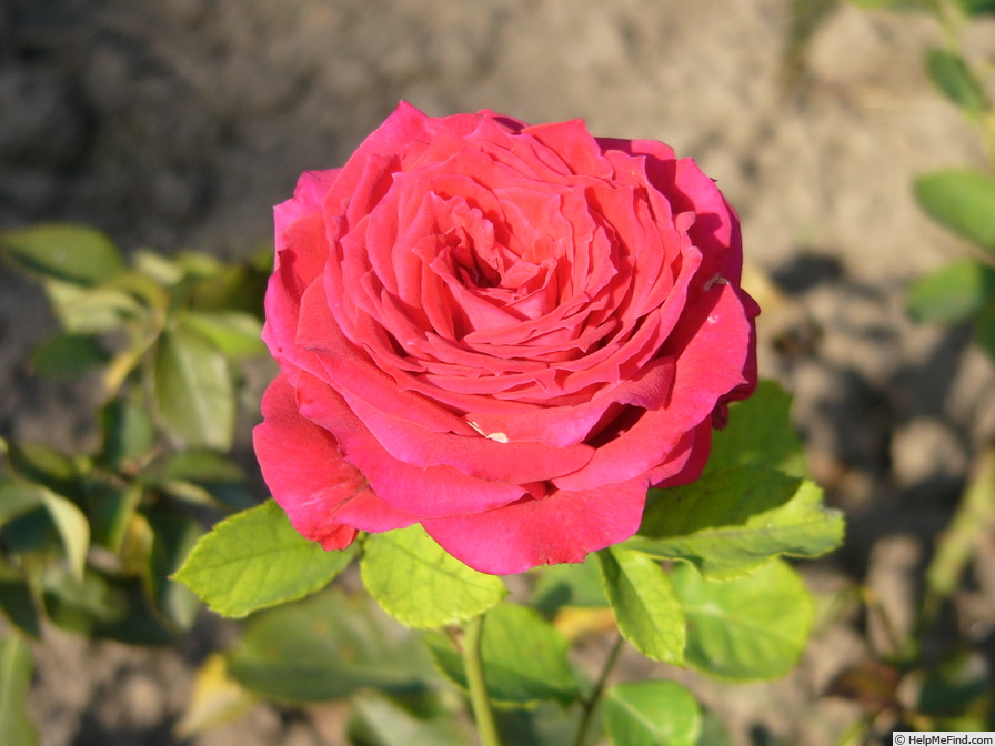 'Lulay' rose photo