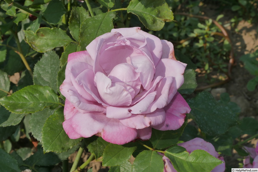 'Misty Blue' rose photo