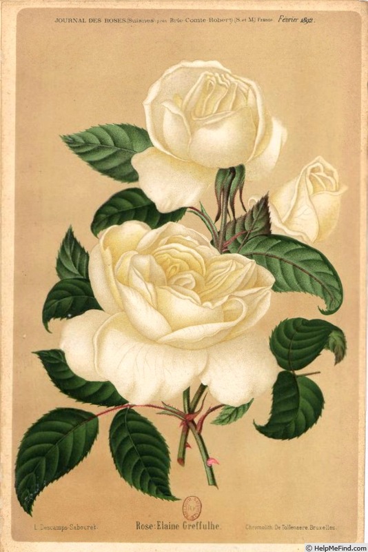'Elaine Greffulhe' rose photo