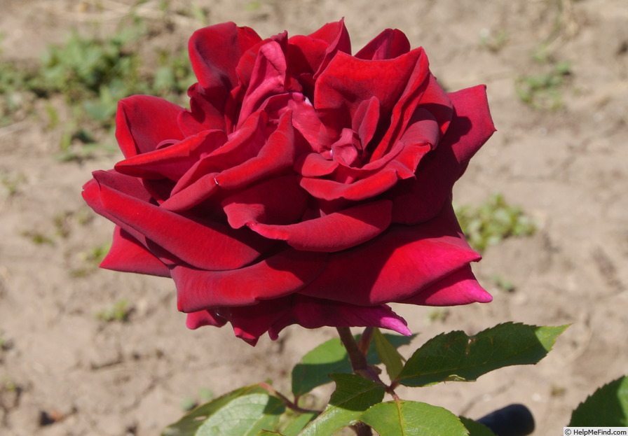 'Vaterland' rose photo