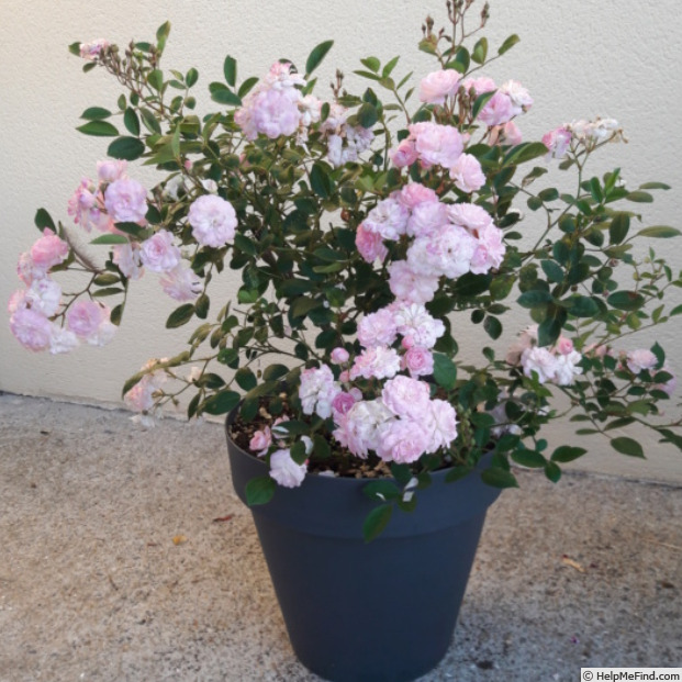 'Blanche Cascade ®' rose, click to enlarge 'Blanche Cascade ®' rose photo