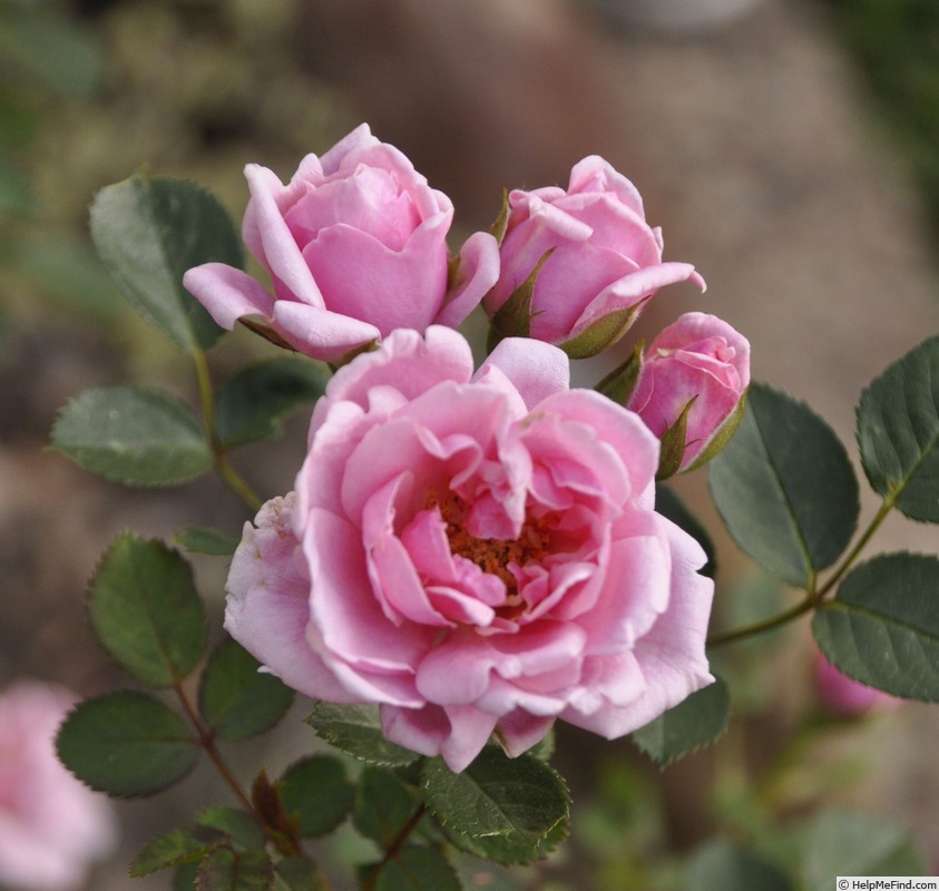 'Audrey' rose photo