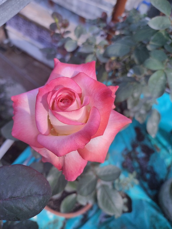 'Pride of India' rose photo