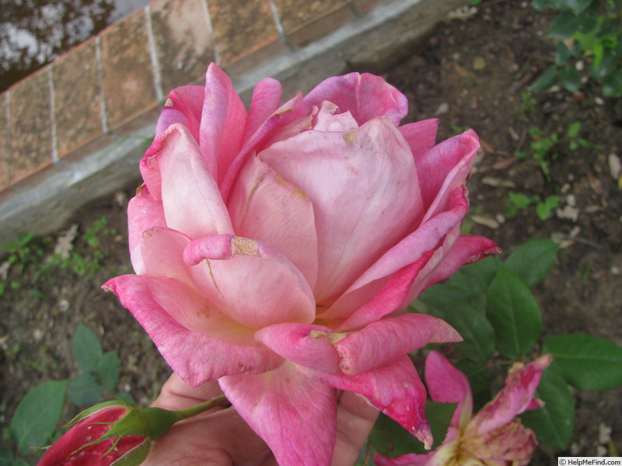 'Giovinezza (hybrid tea, Ingegnoli 1933)' rose photo