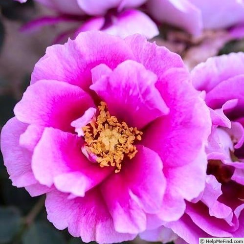 'Eyeconic ® Plum Lemonade' rose photo