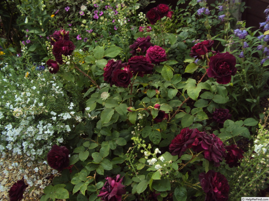 'Munstead Wood' Rose Photo