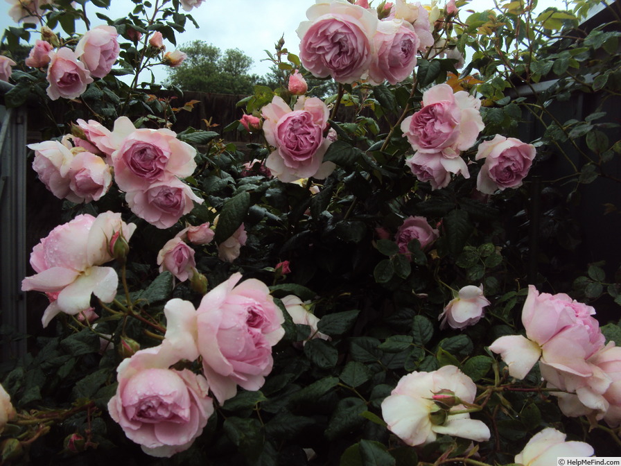 'The Ancient Mariner' rose photo