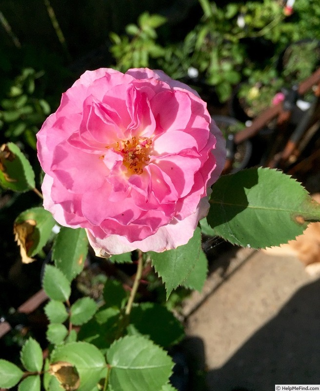 'REUL1' rose photo