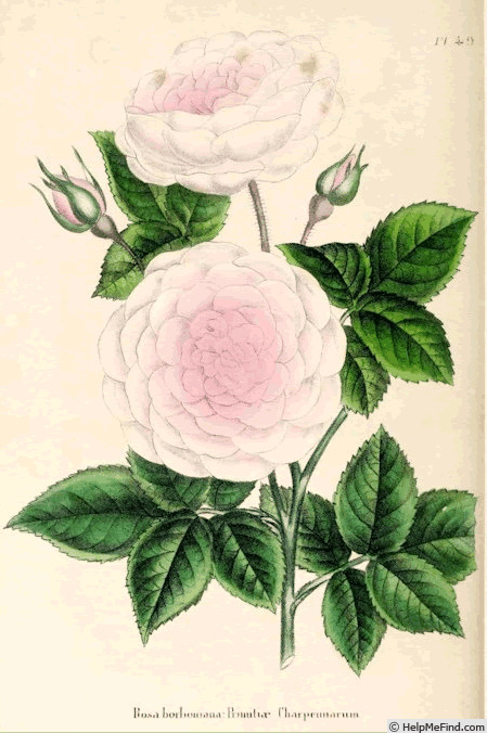 'Primitiae Charpennarum' rose photo