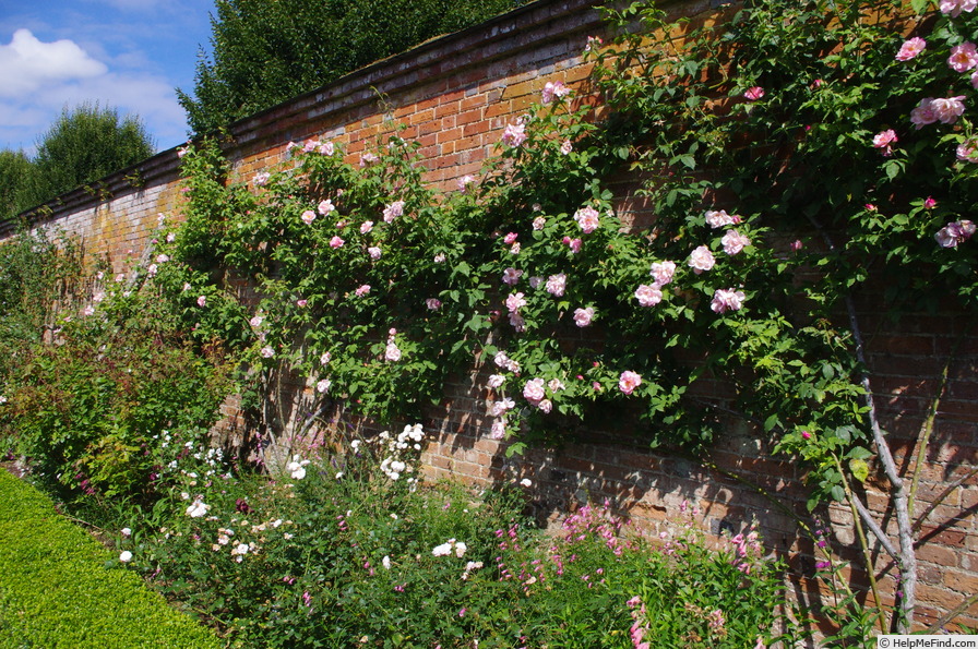 'Climbing Lady Waterlow' rose photo