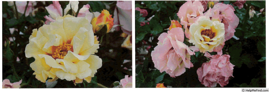 'Fragrance Persica' rose photo